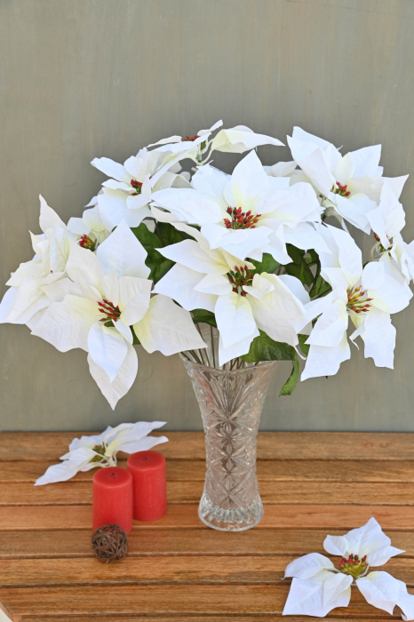 White Poinsettia 